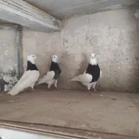 طوقی سرور پا لخت