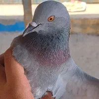پلاکی