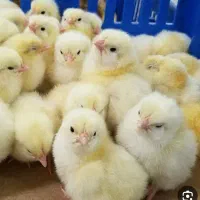 جوجه گوشتی راس