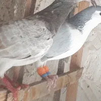 ماده هفت رنگ خطی