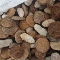 قورت چدنی گوسفندی
