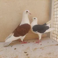 دوکت پلاکی اصل