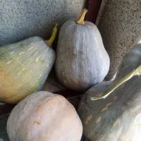 کدو خشک و شیرین تضمینی