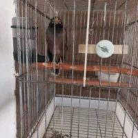 میناسخنگو ۲سال رخ به رخ