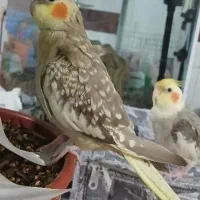 عروس هلندی ماده