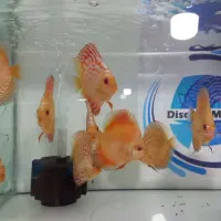 انواع ماهی دیسکس