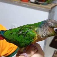 طوطی گرینچیک