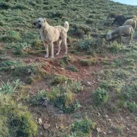 سگ محلی برای گله