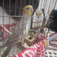 عروس هلندی همراه ۶ جوجه