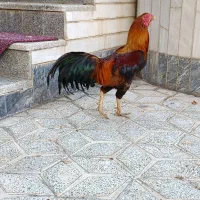 خروس لاری گالوس
