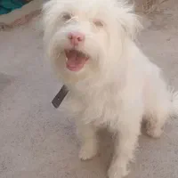 سگ.