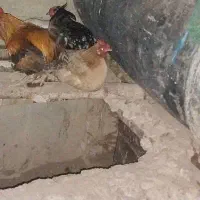 مرغ اصل عرب