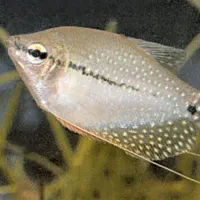 ماهی آکواریومی