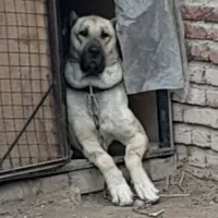 سگ سرابی ماده