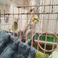 عروس هلندی نر