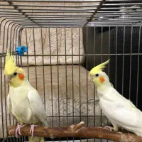 عروس هلندی ماده و جوجه