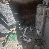 کبوتر