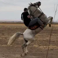 خرید و فروش انواع اسب ایرانی و خارجی