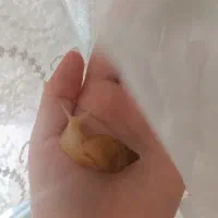 حلزون طبی(آلبینو)