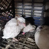 کفتر|پرنده|گرگان, |دیوار