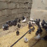 کبوتر|پرنده|سرپل ذهاب, |دیوار