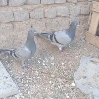 جوجه پلاکی
