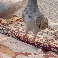 کفتر بی بوم دمسفید