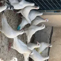 *15 جفت آلمانی درجه یک*
