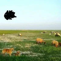 فروش-گله-دونی-یا-جا-خانه