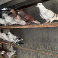 جوجه وکبکی گرفتنی