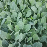 شتیل درجه ۱ کلم تابستانی