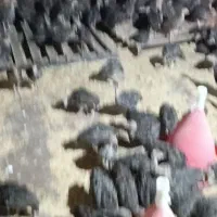 جوجه بوقلمون برنز سینه پهن آمریکایی