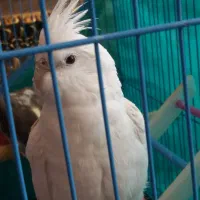 عروس هلندی آلبینو ۷ماهه