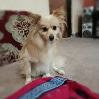 سگ‌پامر (پامرانین)