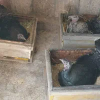 فروش جوجه بوقلمون محلی بوانات