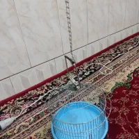 قفس پرنده نو