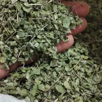 آویشن گرمسیری