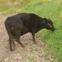 ماده گاو