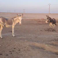 دو تا خر جوان دوساله