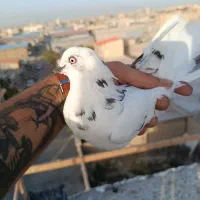 کبوتر تهرانی غریب گیری و پرشی