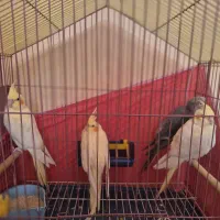 فروش عروس هلندی  نر و ماده