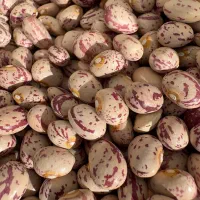 بذر لوبیا چیتی کوشا