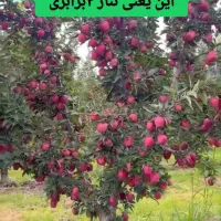 کود کشاورزی ارگانیک (سبوسیب)