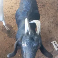 کهر نر ترکی