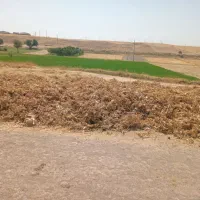 علف کنگر