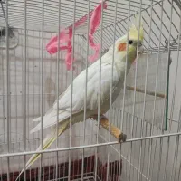 عروس هلندی ماده