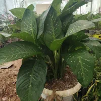 دیفن باخیا غول پیکر