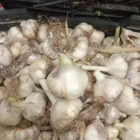سیر