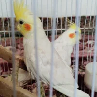 عروس هلندی