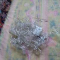 ریشه